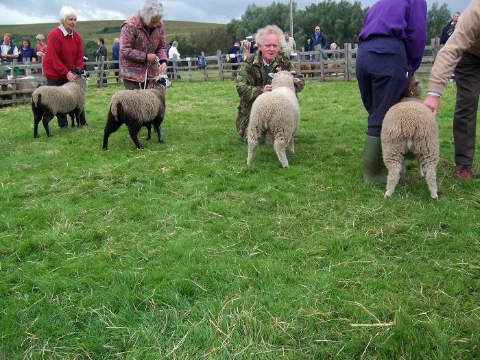 Bellinghamlambs