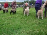 Bellinghamlambs