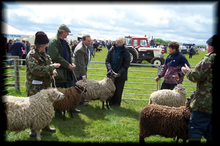 Wool on the Hoof