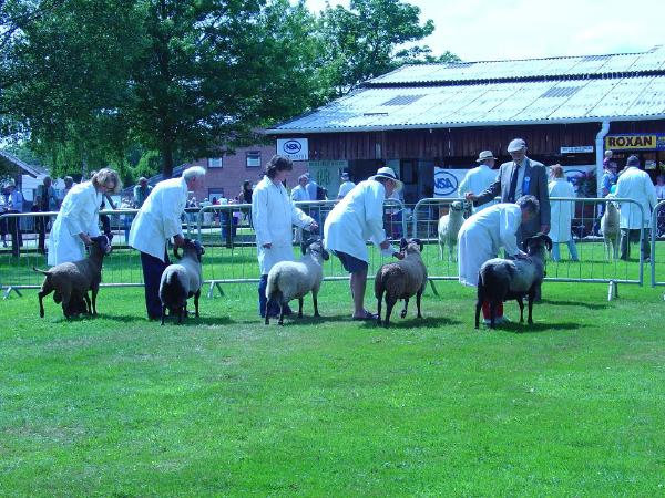 Royal_show_shearling_Rams