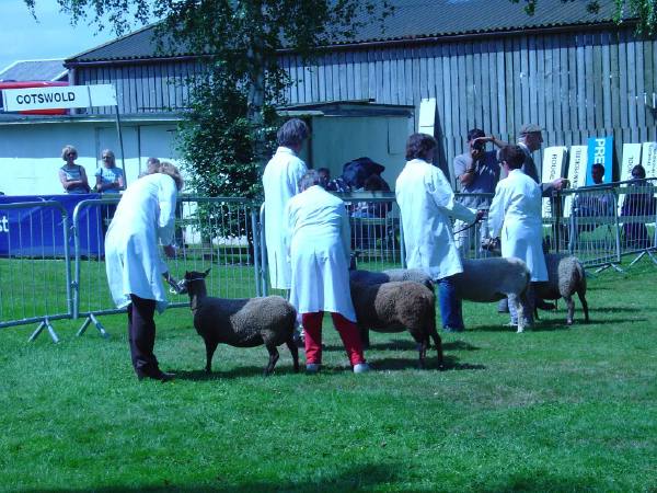 Royal_show_Ewes