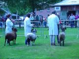 Royal_show_rams