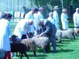 Royal_show_Gimmers